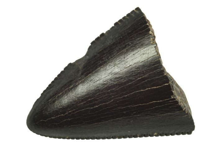 Serrated Tyrannosaur Tooth Tip - Judith River Formation #231243